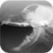 Dog's Normal X-Ray E
